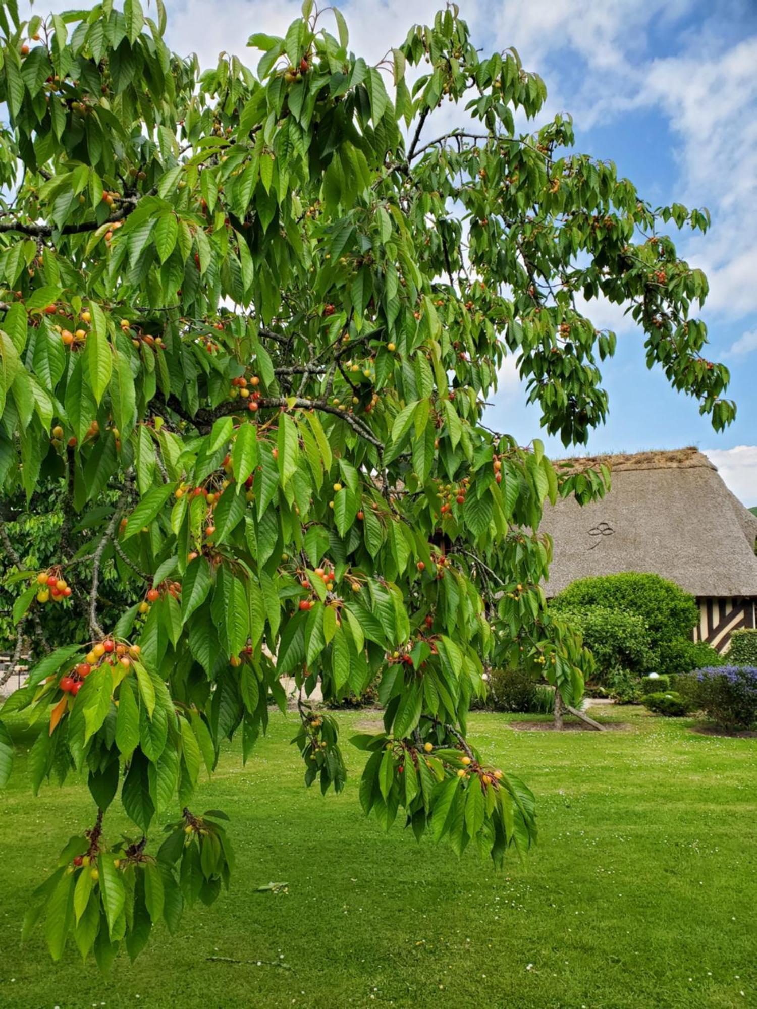 La Griotte 2 & Spa&Piscine Pennedepie Buitenkant foto